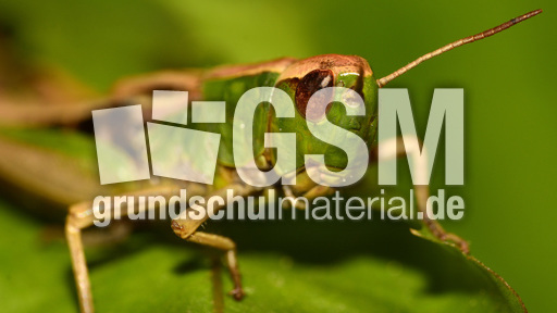 Gemeiner Grashüpfer (3).jpg